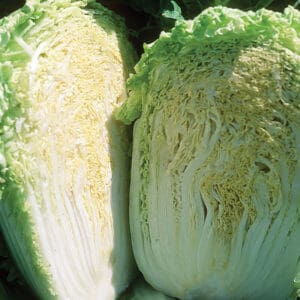 Cabbage - Chinese (Napa) Mini (3.25" pot)