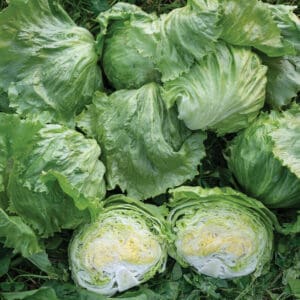 Lettuce - Mini Green Iceberg (3.25" pot)