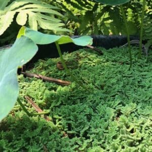 Azolla - Mosqiuto Moss or Fairy Fern (Pint-Tub)
