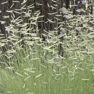 Grass - 'Blonde Ambition' Blue Grama Grass (gallon pot)