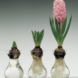 Traditional Dutch Hyacinth Forcing Glass/Vase