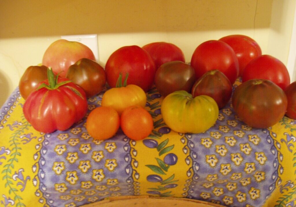 A colorful assortment of heirloom tomatoes on a patterned cloth.